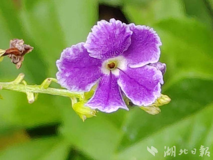 免费斗牛游戏下载